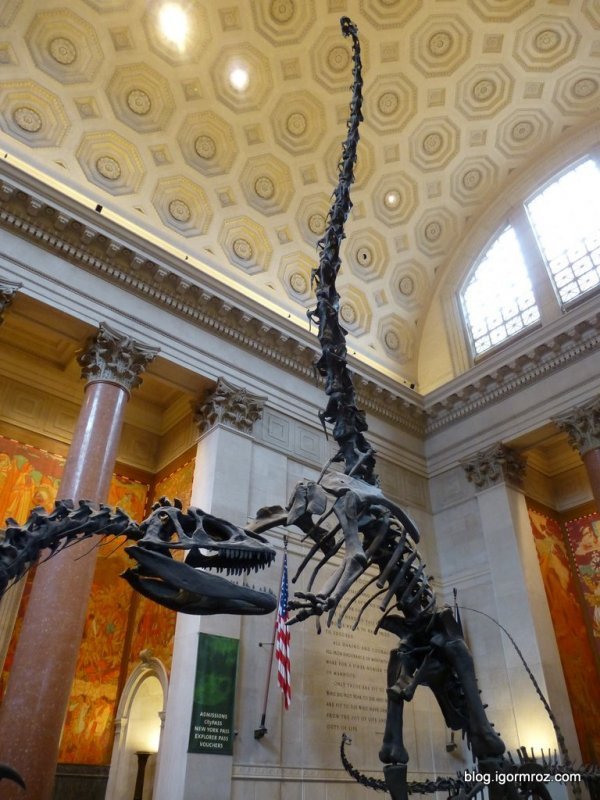 Nowy Jork, Amerykańskie Muzeum Historii Naturalnej Szkielety