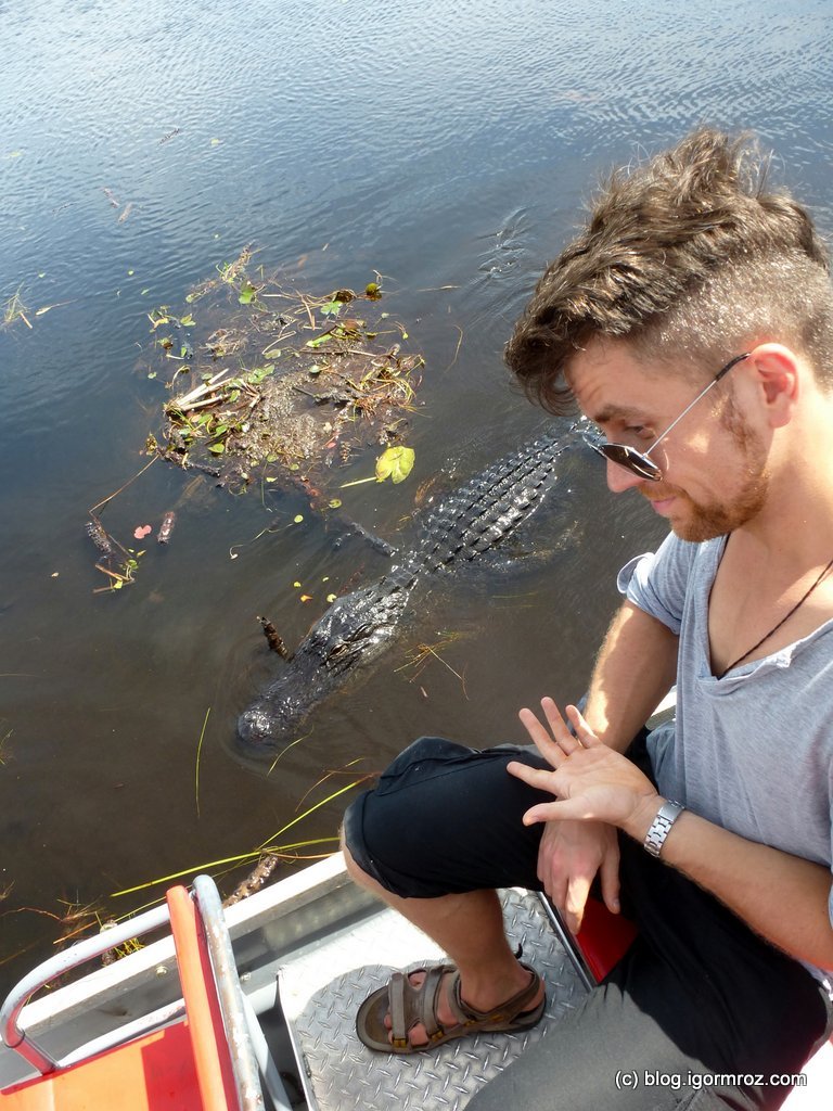 Everglades Aligators
