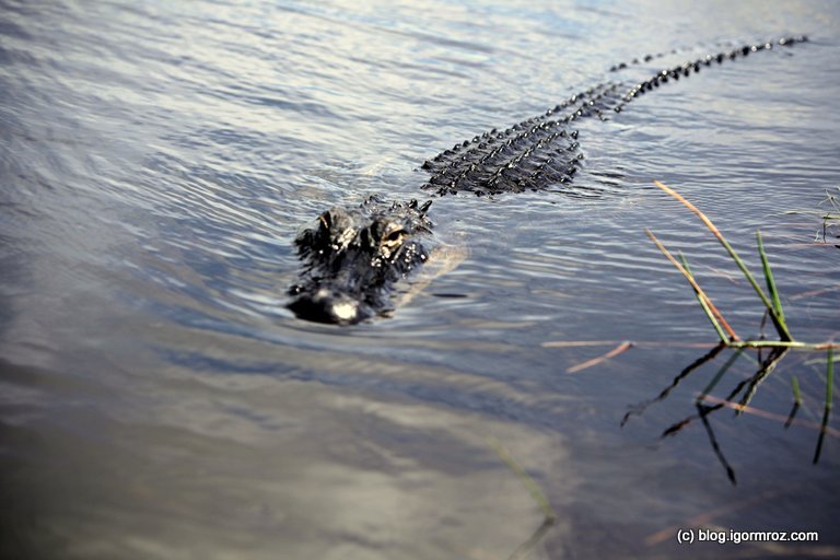 Everglades Aligator