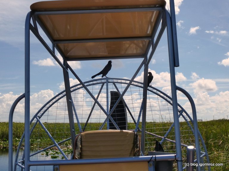 Everglades airboat ptaki