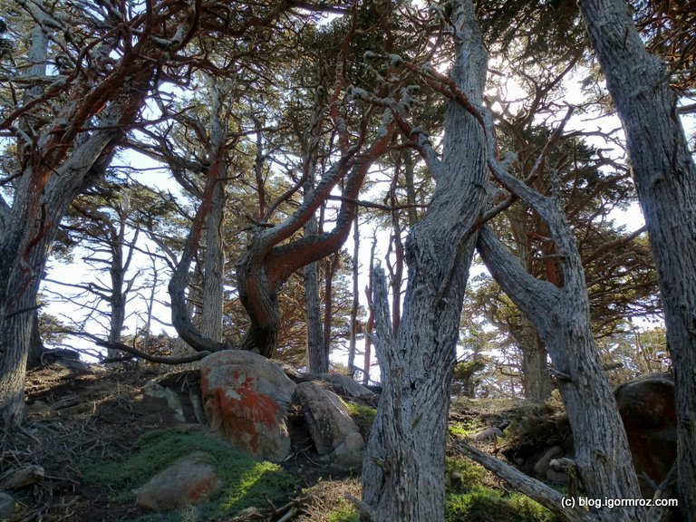 Park Stanowy Point Lobos Las