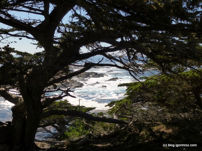 Park Stanowy Point Lobos Drzewa