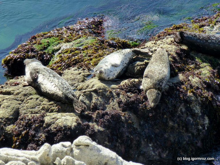 Park Stanowy Point Lobos Foki