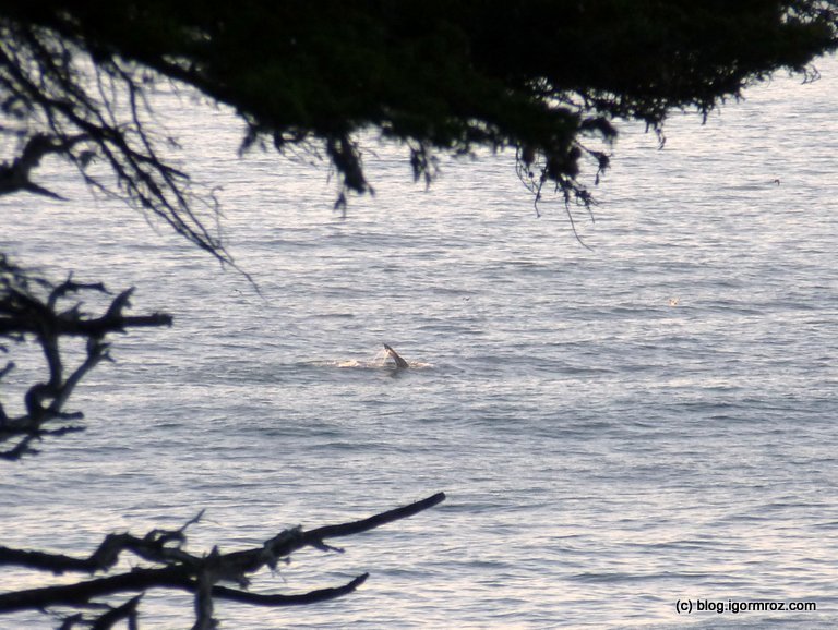 Park Stanowy Point Lobos Wieloryb Humbak