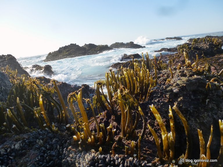 Park Stanowy Point Lobos Glony