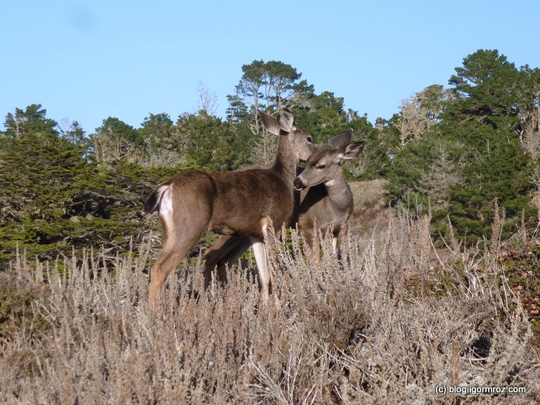 Park Stanowy Point Lobos Sarny czy inne Jelonki