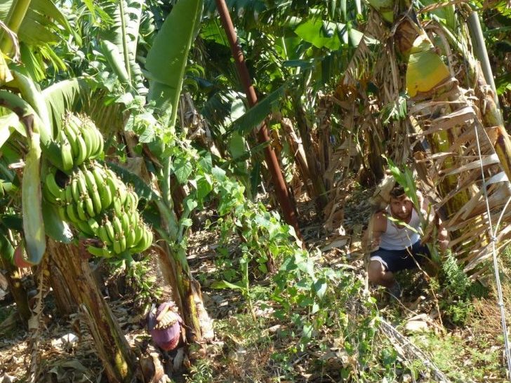 Ale zawsze możesz okraść plantacje bananów (tutaj ukrywam się przed wrogim kommando z Delty Mekongu)