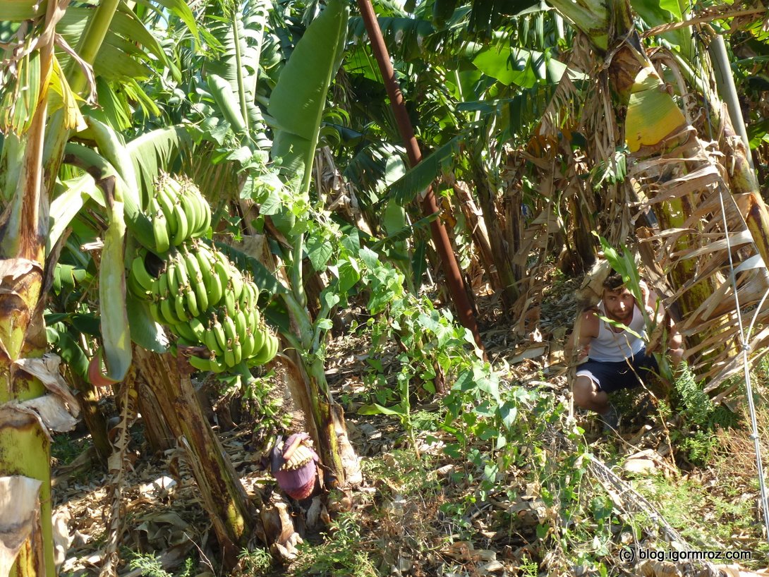 Ale zawsze możesz okraść plantacje bananów (tutaj ukrywam się przed wrogim kommando z Delty Mekongu)