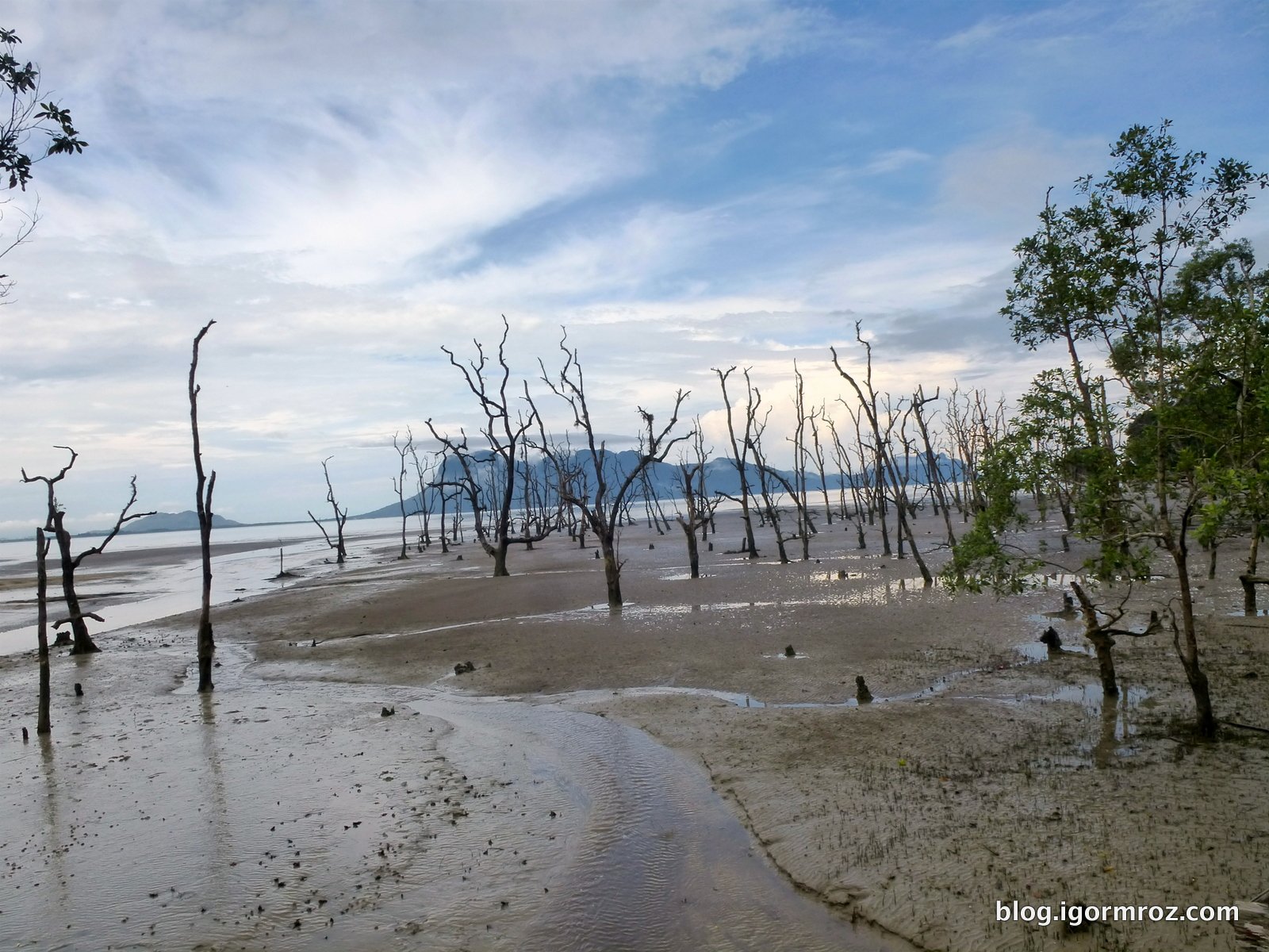 Malezja Las Mangrowy na Borneo